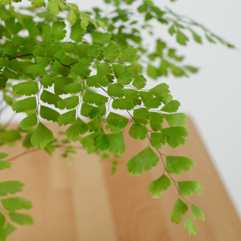 Maidenhair Fern in Nursery Grow Pot