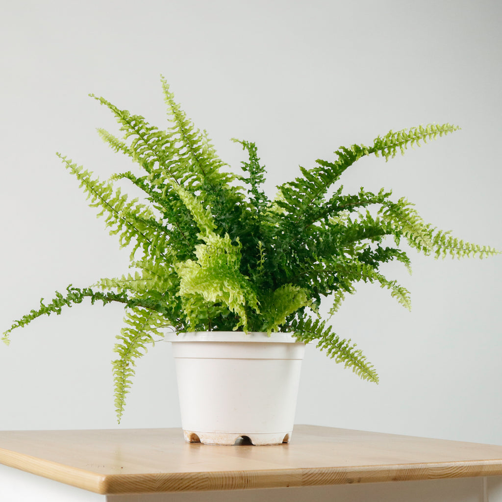 Boston Fern in Hanging Nursery grow pot