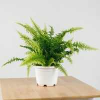 Boston Fern in Hanging Nursery grow pot
