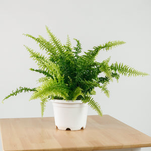 Boston Fern in Hanging Nursery grow pot