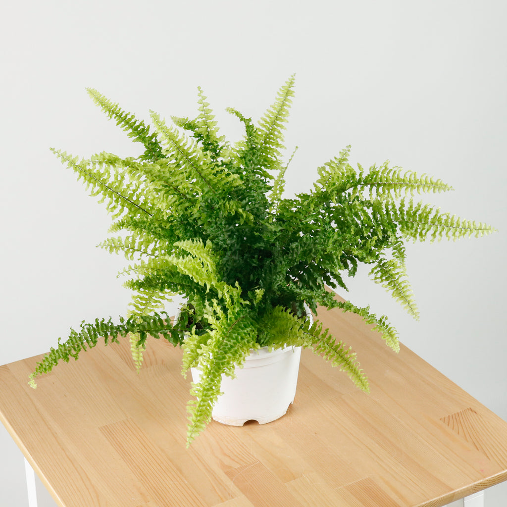 Boston Fern in Hanging Nursery grow pot