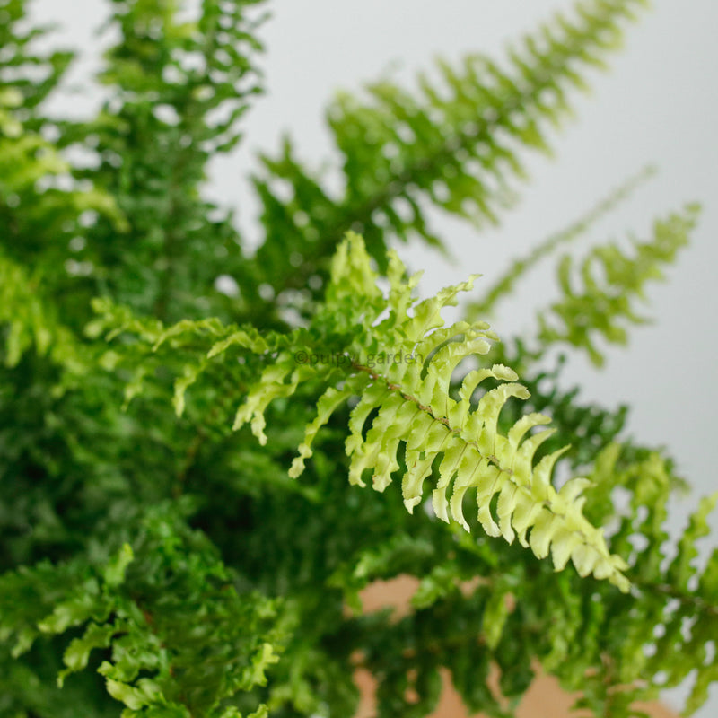 Boston Fern in Hanging Nursery grow pot