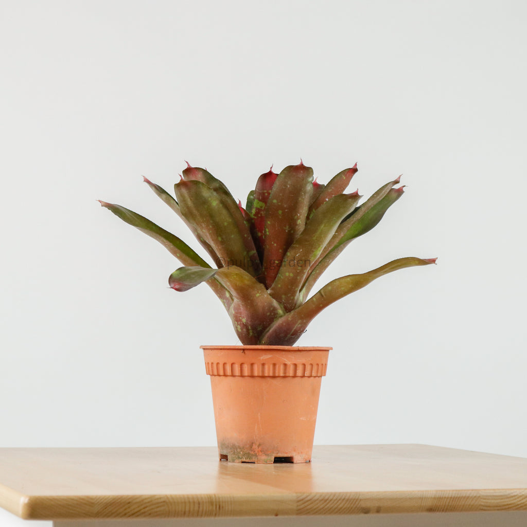 Bromeliad in Nursery Grow Pot