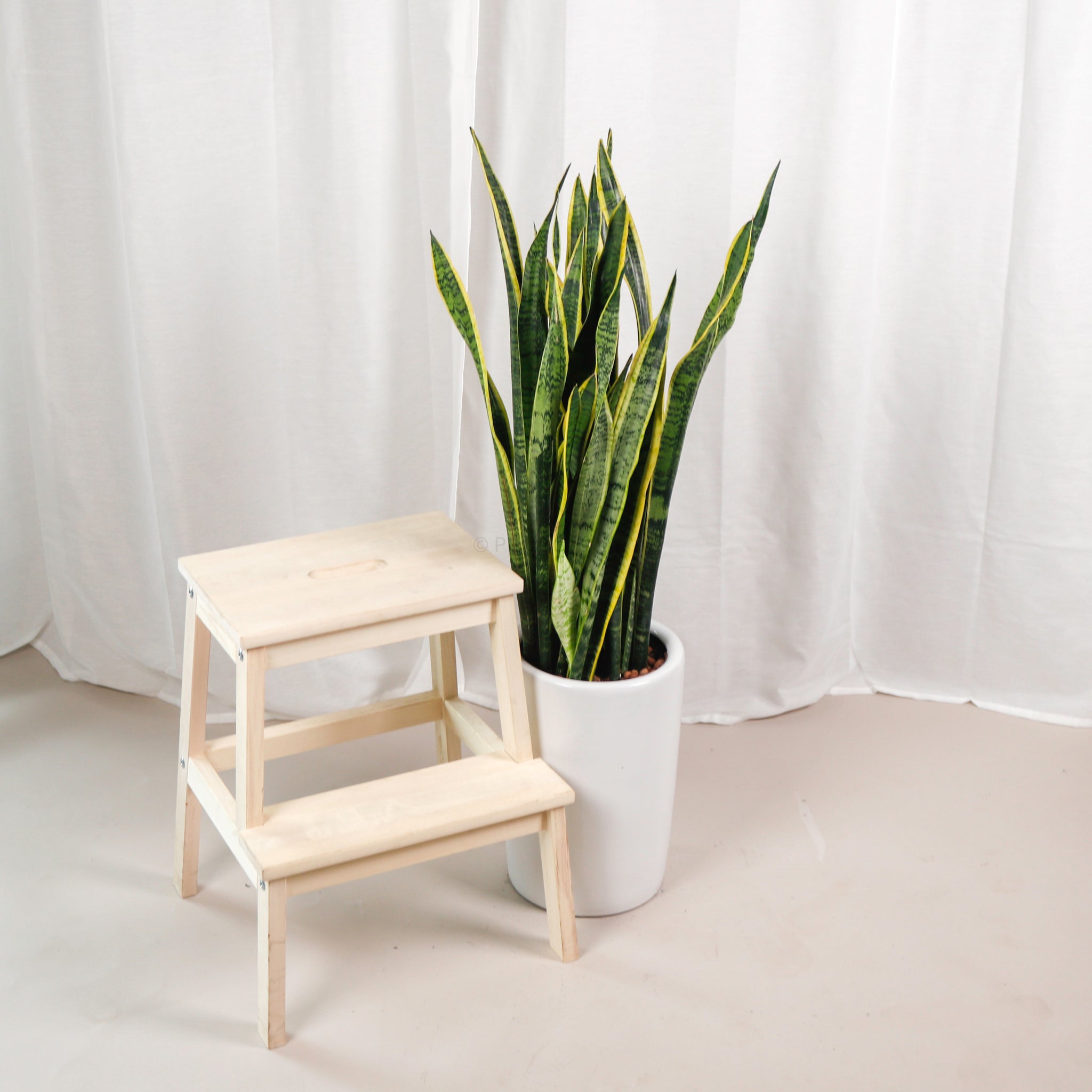 Large Sansevieria trifasciata Laurentii- ‘Mother-in-law’s Tongue’ (100cm) in Tall White Glossy Planter