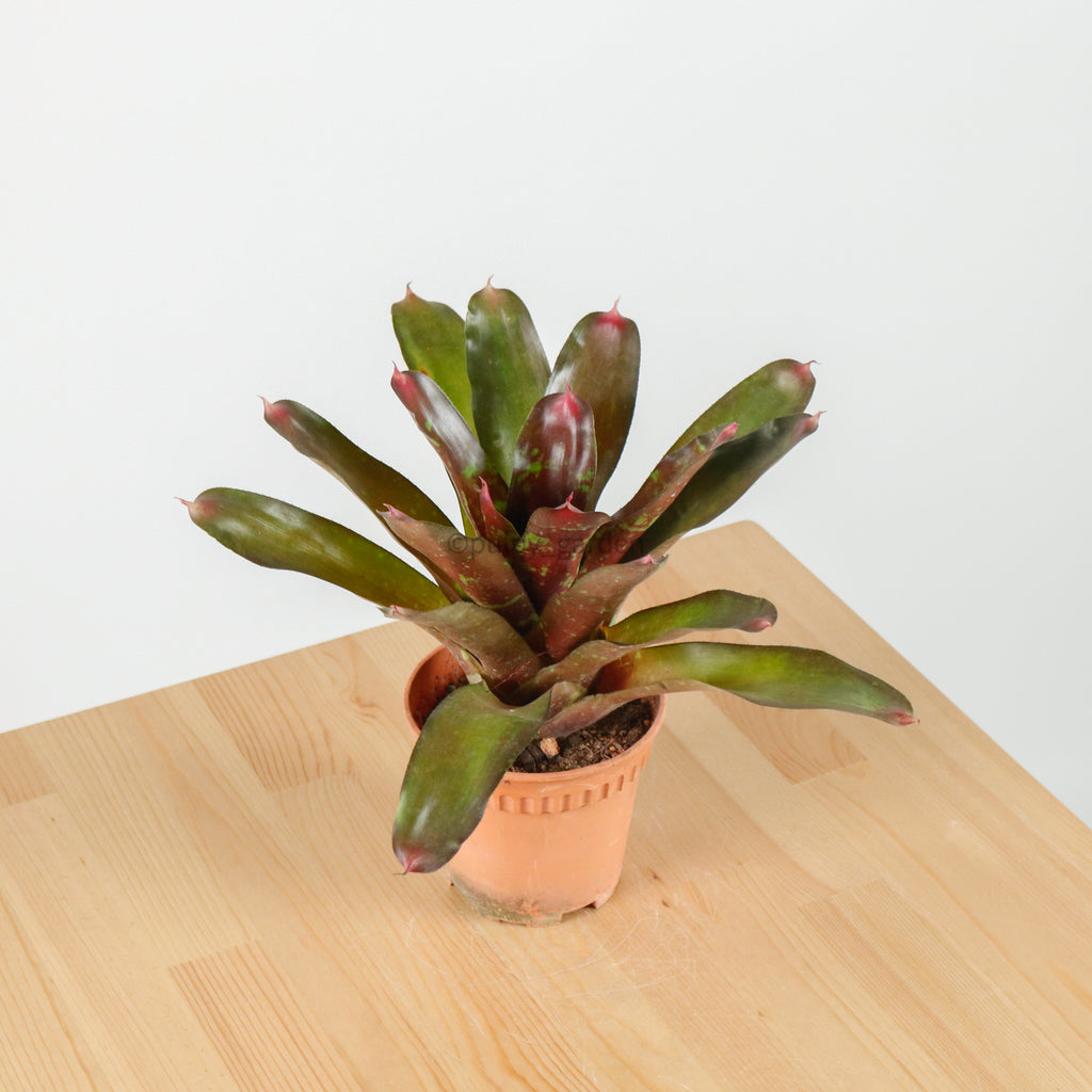 Bromeliad in Nursery Grow Pot