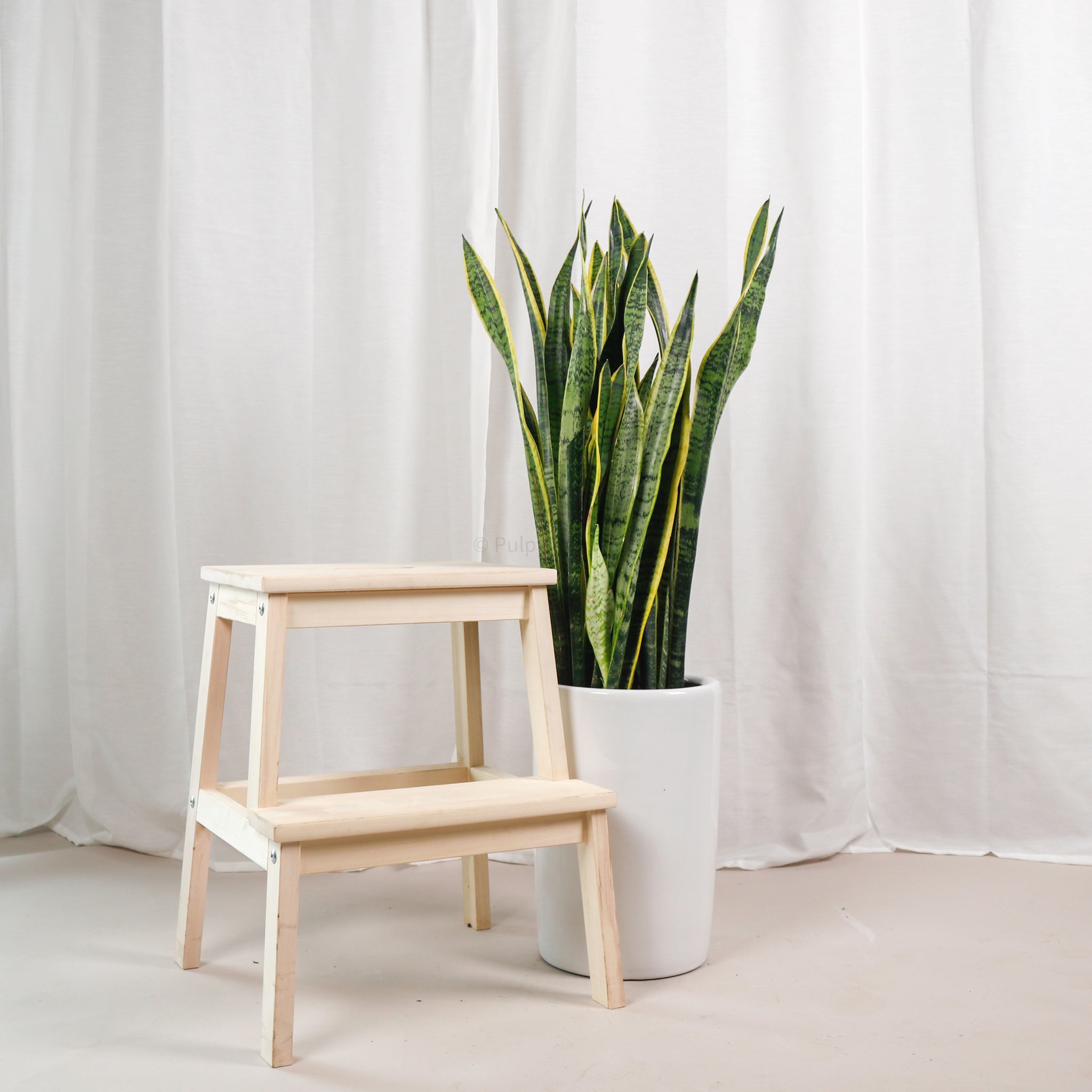 Large Sansevieria trifasciata Laurentii- ‘Mother-in-law’s Tongue’ (100cm) in Tall White Glossy Planter