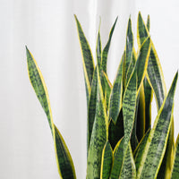 Large Sansevieria trifasciata Laurentii- ‘Mother-in-law’s Tongue’ (100cm) in Tall White Glossy Planter