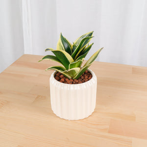 Sansevieria Trifasciata Golden Black in Beige Ribbed Planter (金边虎尾兰, 黃边虎尾兰)