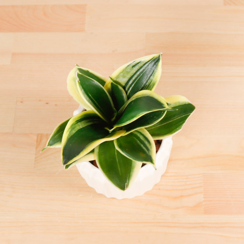 Sansevieria Trifasciata Golden Black in Beige Ribbed Planter (金边虎尾兰, 黃边虎尾兰)