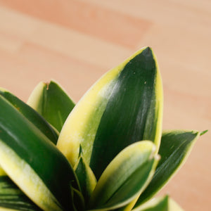 Sansevieria Trifasciata Golden Black in Beige Ribbed Planter (金边虎尾兰, 黃边虎尾兰)