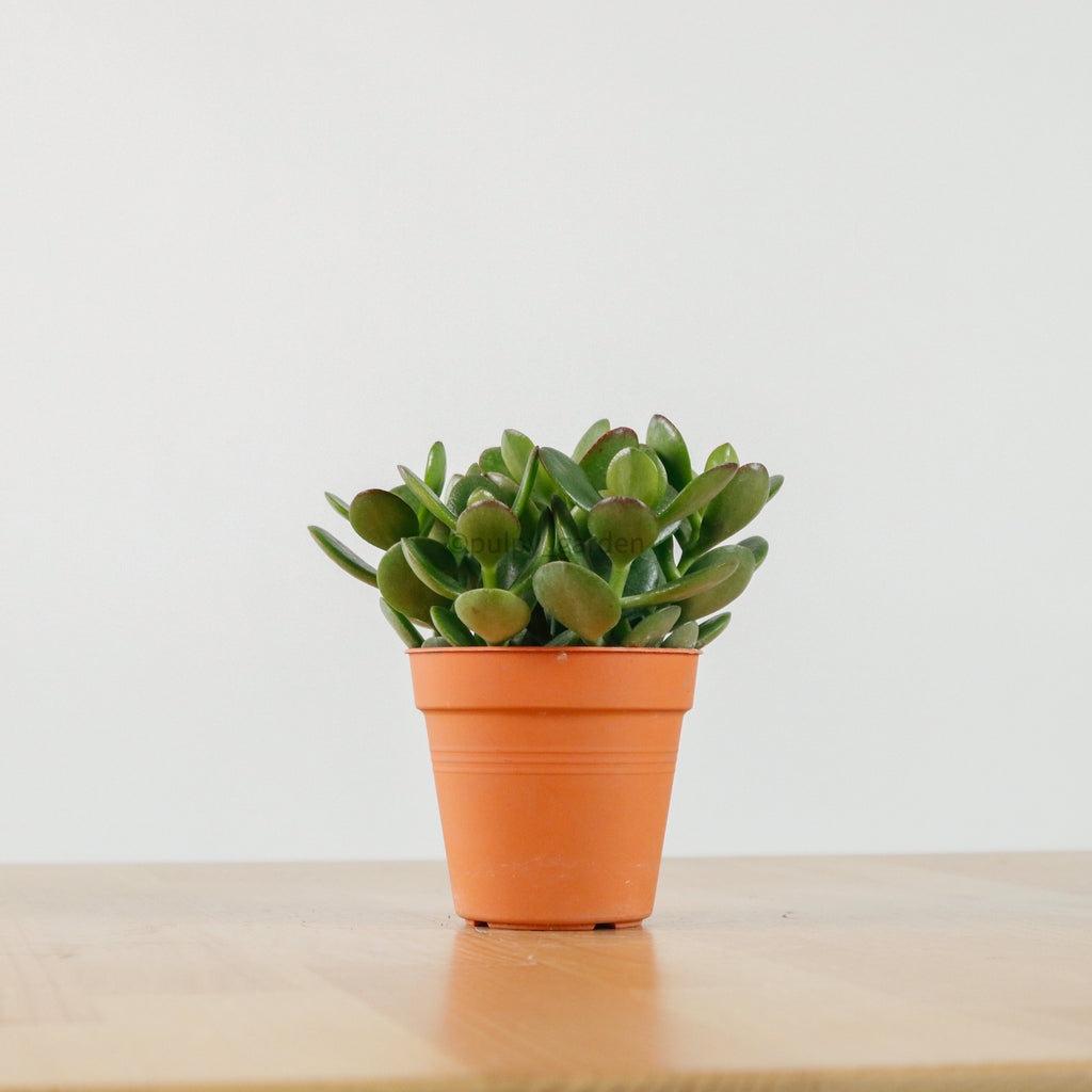 Crassula Ovata Jade Plant in Nursery Grow Pot
