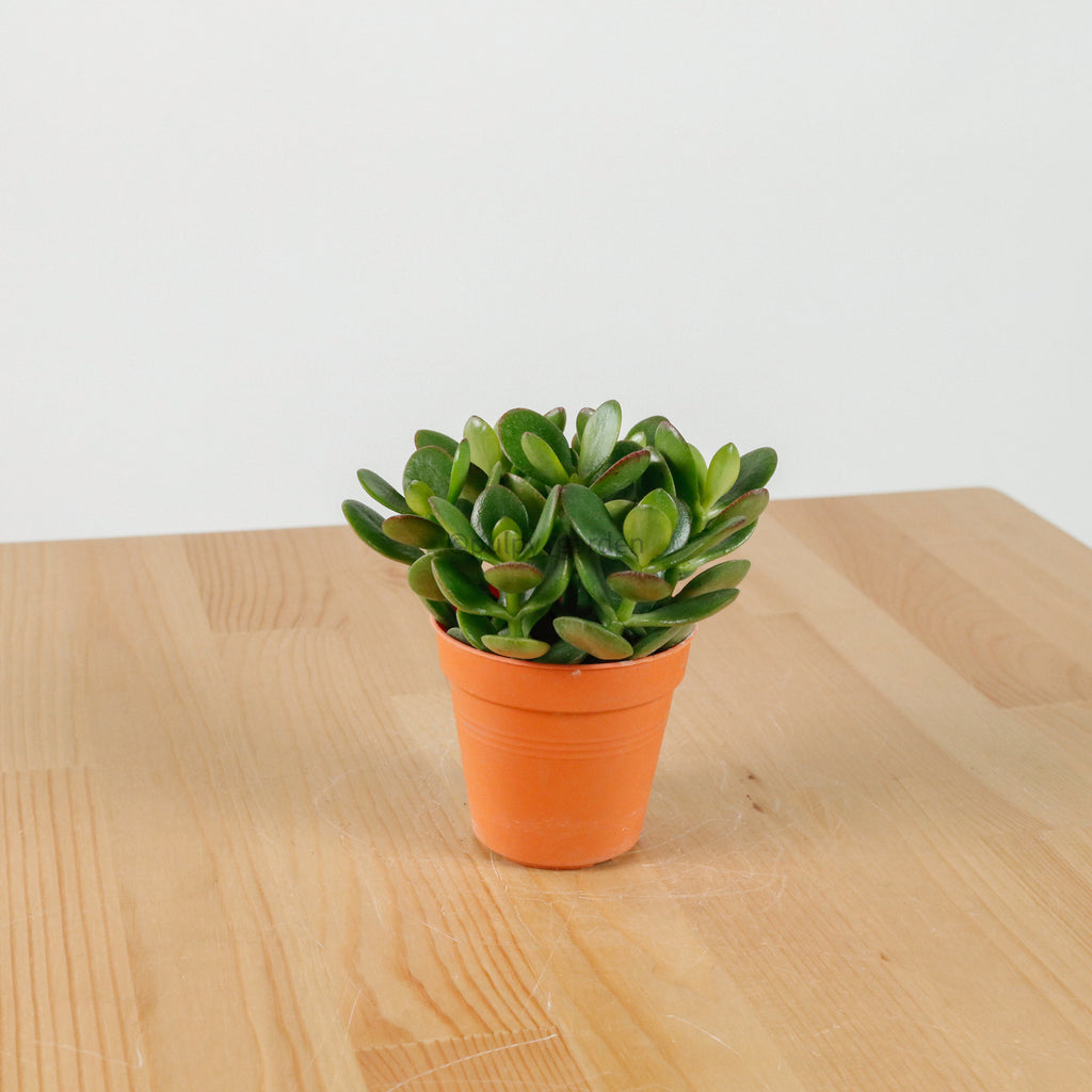 Crassula Ovata Jade Plant in Nursery Grow Pot