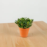 Crassula Ovata Jade Plant in Nursery Grow Pot