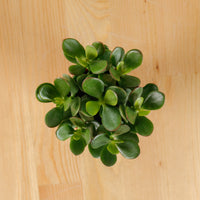 Crassula Ovata Jade Plant in Nursery Grow Pot