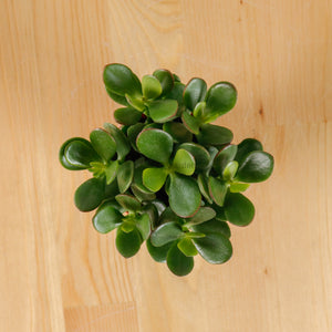 Crassula Ovata Jade Plant in Nursery Grow Pot