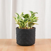 Peperomia obtusifolia 'Variegata' in Black Oriental Planter