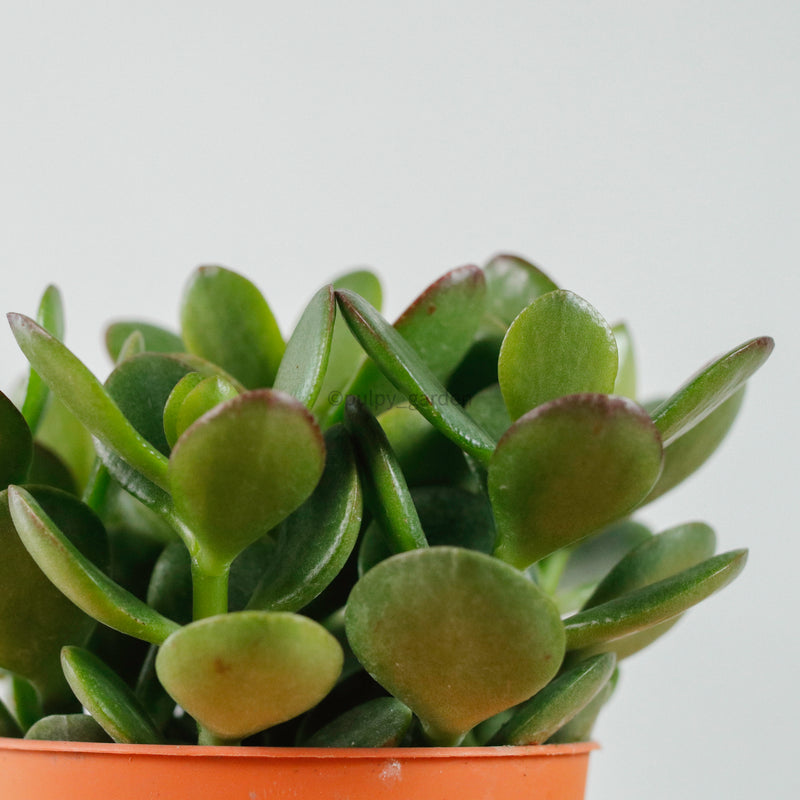 Crassula Ovata Jade Plant in Nursery Grow Pot