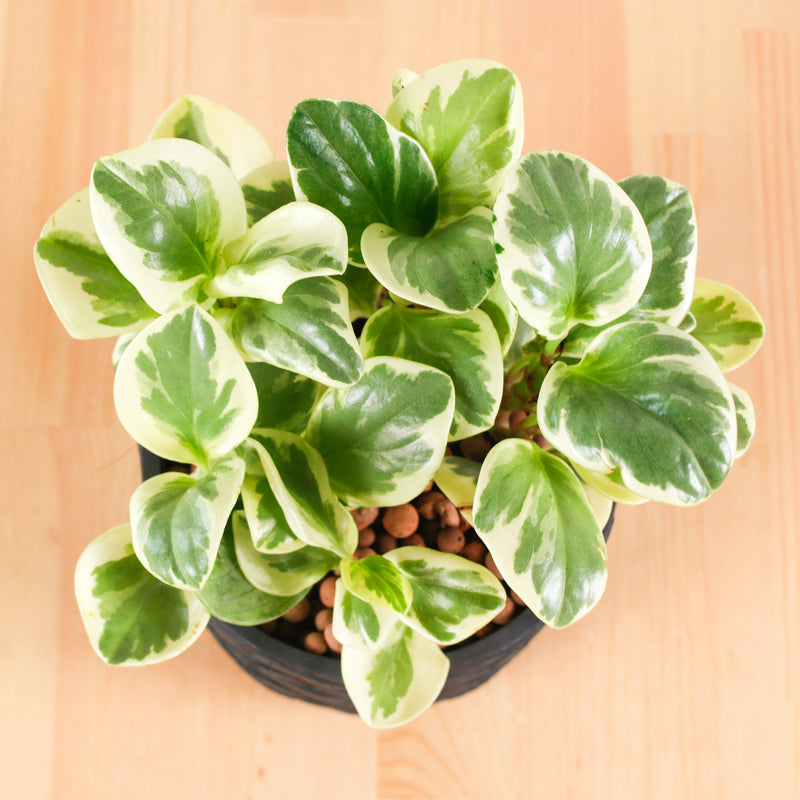 Peperomia obtusifolia 'Variegata' in Black Oriental Planter