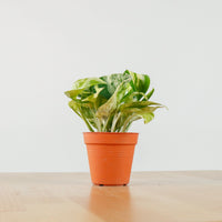 Money Plant (Small) in Nursery Grow Pot