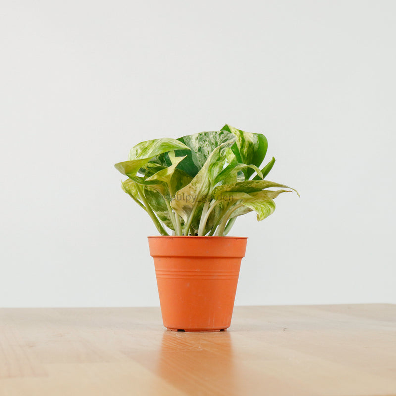 Money Plant (Small) in Nursery Grow Pot