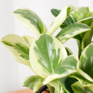 Peperomia obtusifolia 'Variegata' in Black Oriental Planter