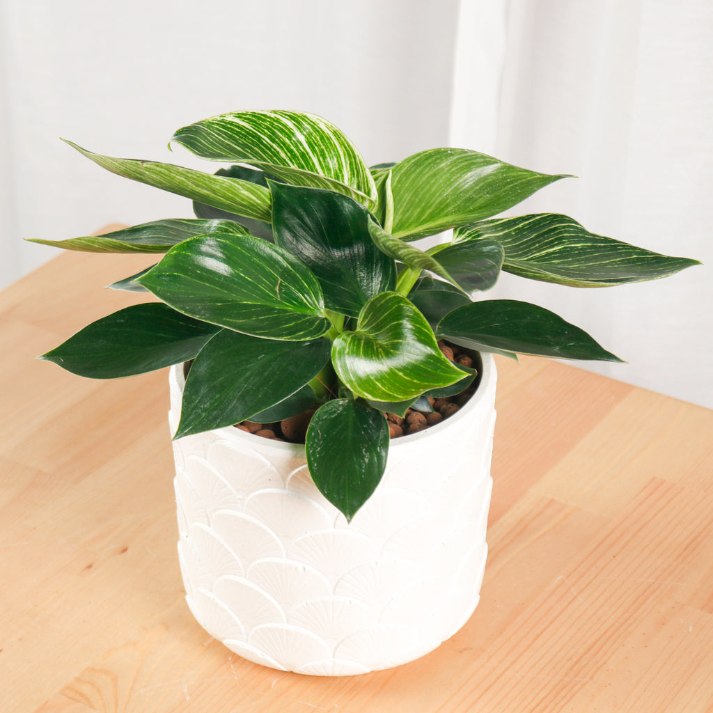 Philodendron Birkin in White Oriental Planter