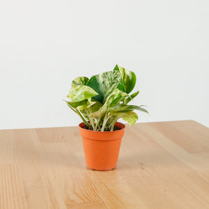 Money Plant (Small) in Nursery Grow Pot
