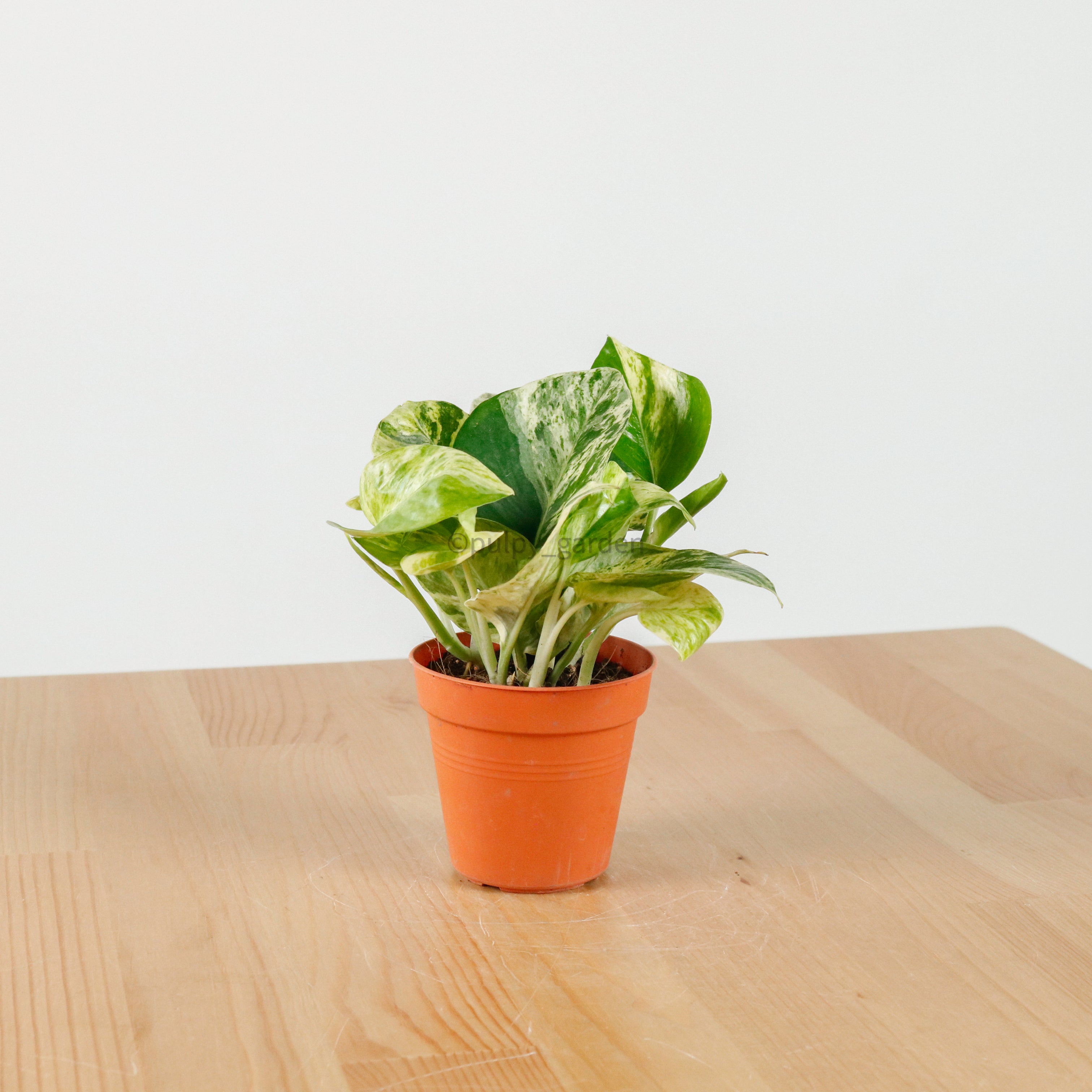 money plant in small pot Money Plant (Small) in Nursery Grow Pot – Pulpy Garden