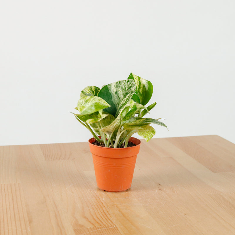 Money Plant (Small) in Nursery Grow Pot