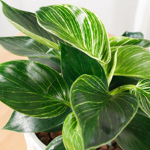 Philodendron Birkin in White Oriental Planter