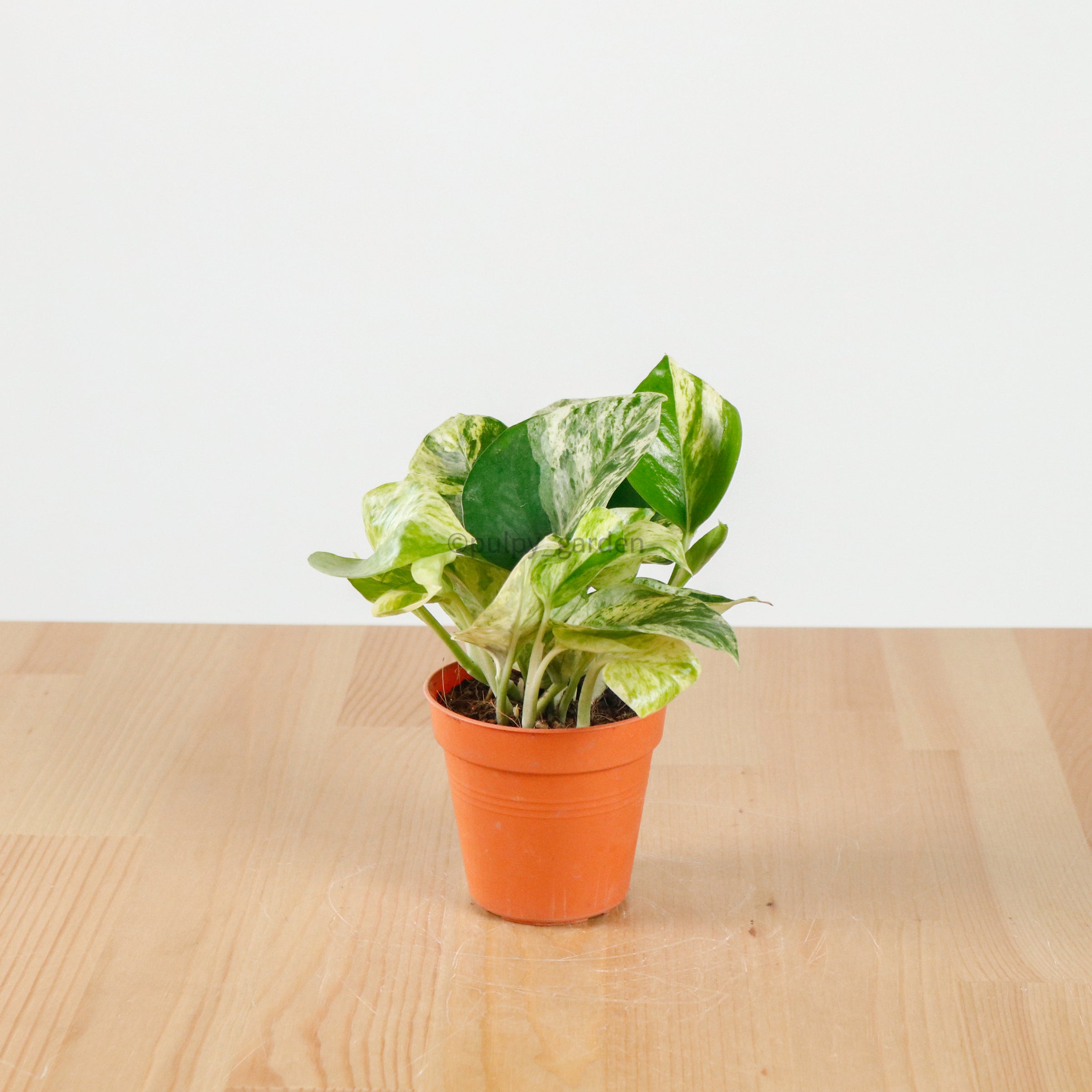 pot size for money plant Money Plant (Small) in Nursery Grow Pot – Pulpy Garden