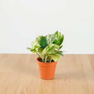 Money Plant (Small) in Nursery Grow Pot