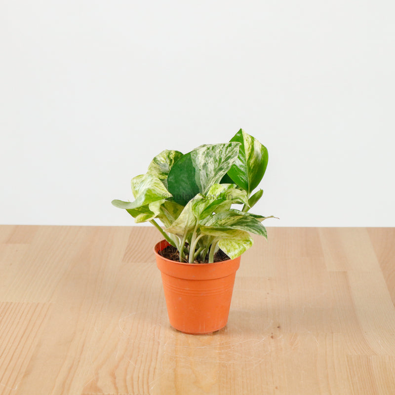 grow money plant indoors Money Plant (Small) in Nursery Grow Pot – Pulpy Garden
