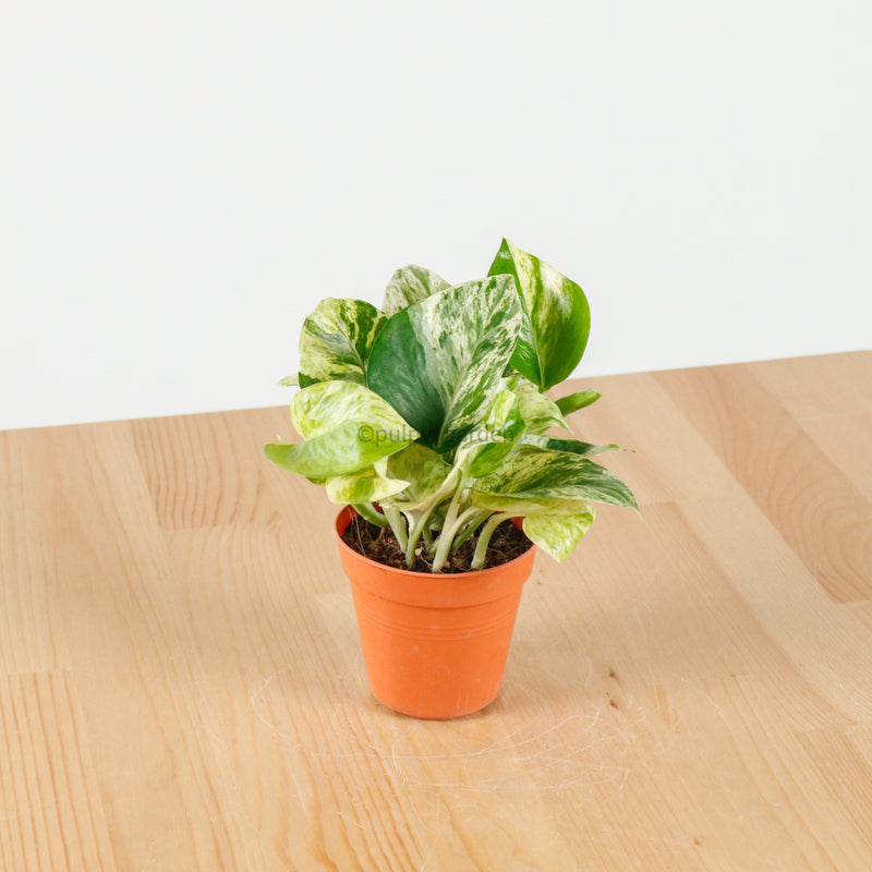 money plant sg Money Plant (Small) in Nursery Grow Pot – Pulpy Garden