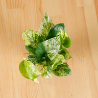 Money Plant (Small) in Nursery Grow Pot