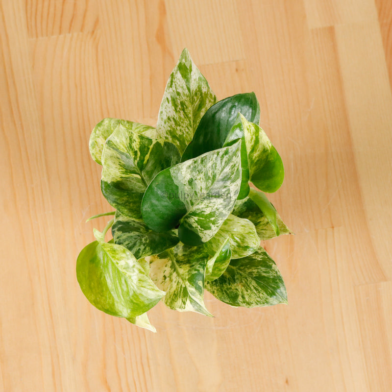 Money Plant (Small) in Nursery Grow Pot