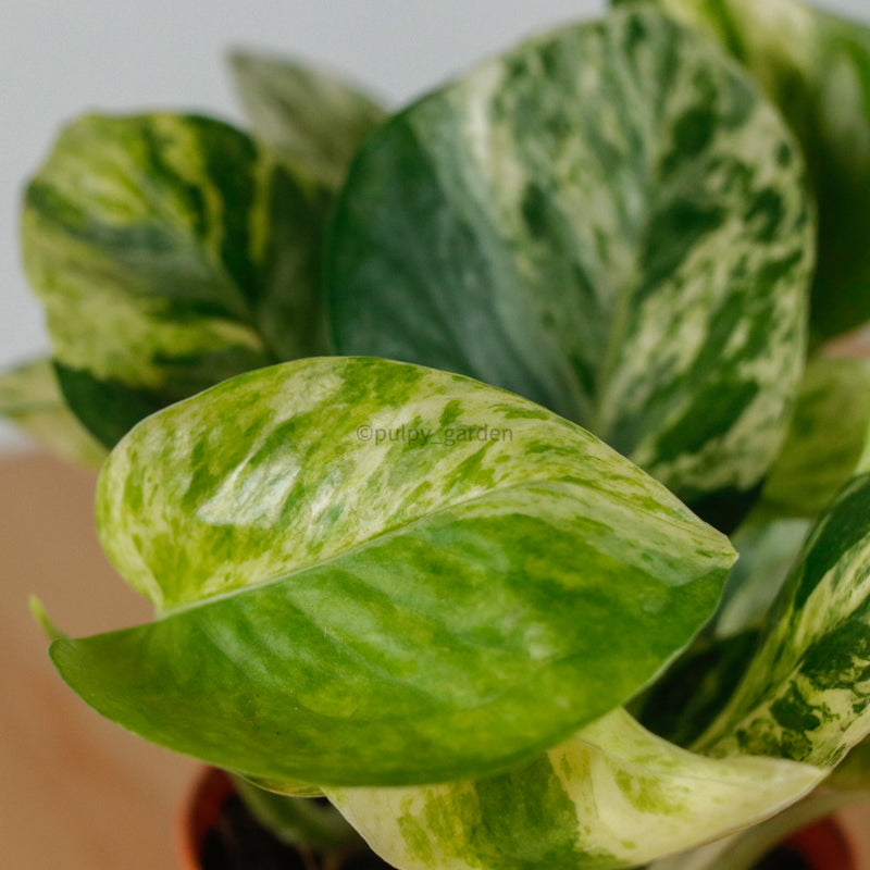 Money Plant (Small) in Nursery Grow Pot