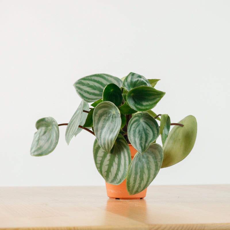 Peperomia Argyreia 'Watermelon' in Nursery Grow Pot