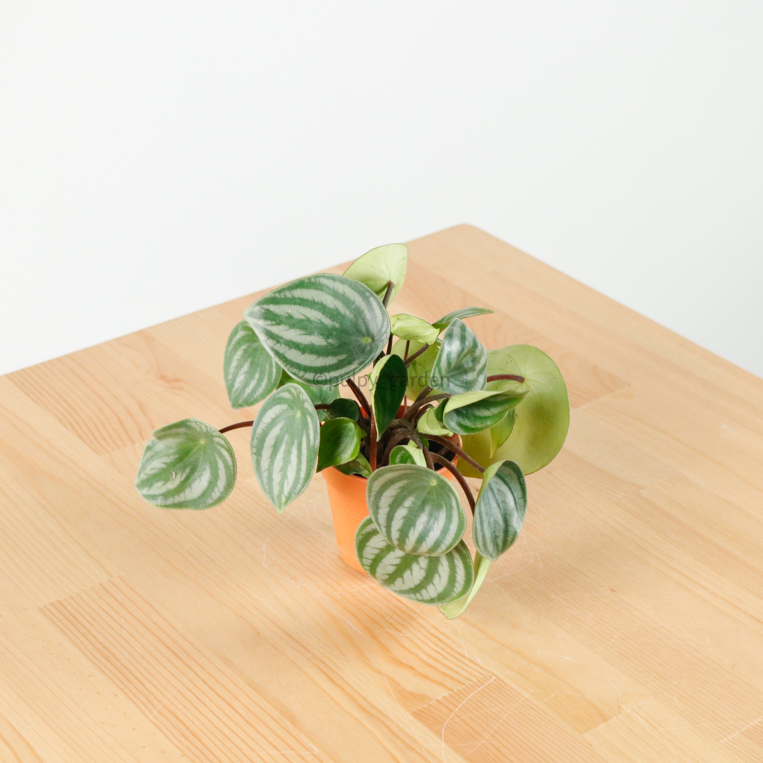 house plant watermelon Peperomia Argyreia 'Watermelon' in Nursery Grow Pot – Pulpy Garden