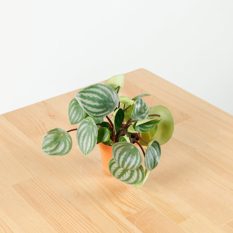 Peperomia Argyreia 'Watermelon' in Nursery Grow Pot