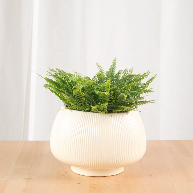 Boston Fern in Beige Potts