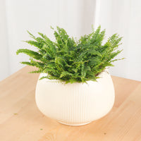 Boston Fern in Beige Potts