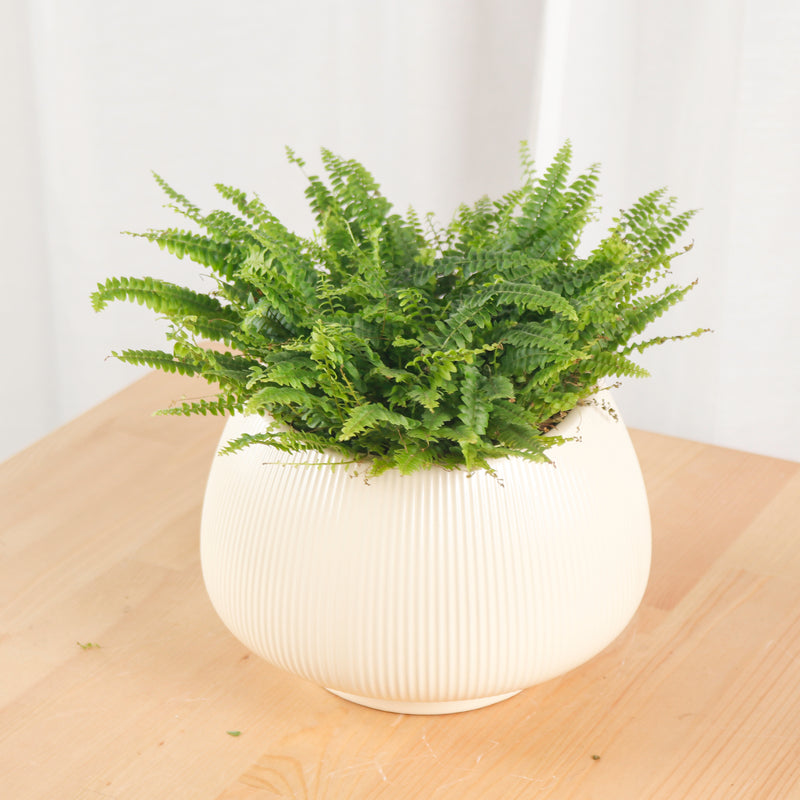 Boston Fern in Beige Potts