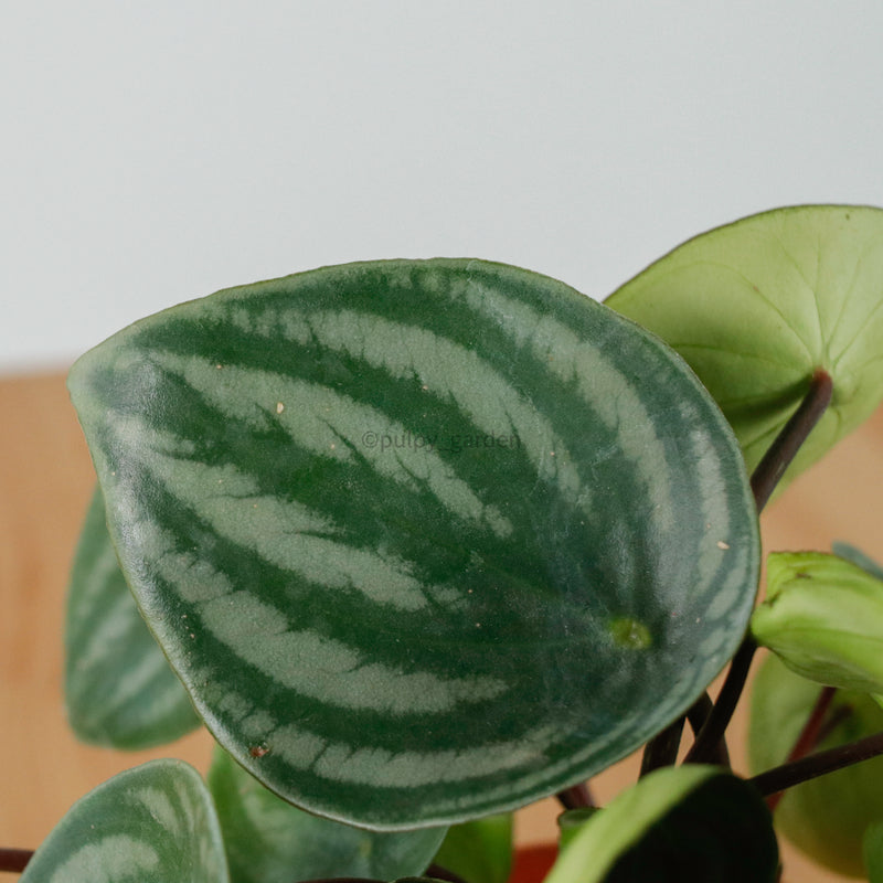 Peperomia Argyreia 'Watermelon' in Nursery Grow Pot