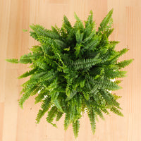 Boston Fern in Beige Potts