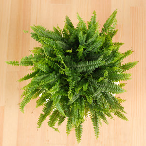 Boston Fern in Beige Potts