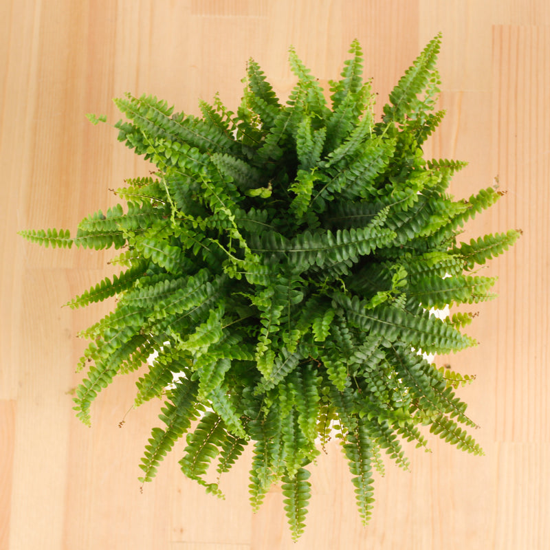 Boston Fern in Beige Potts