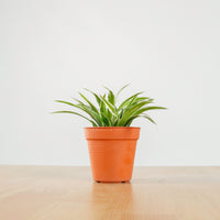 Chlorophytum Comosum ‘Ocean Spider Plant’ in Nursery Grow Pot