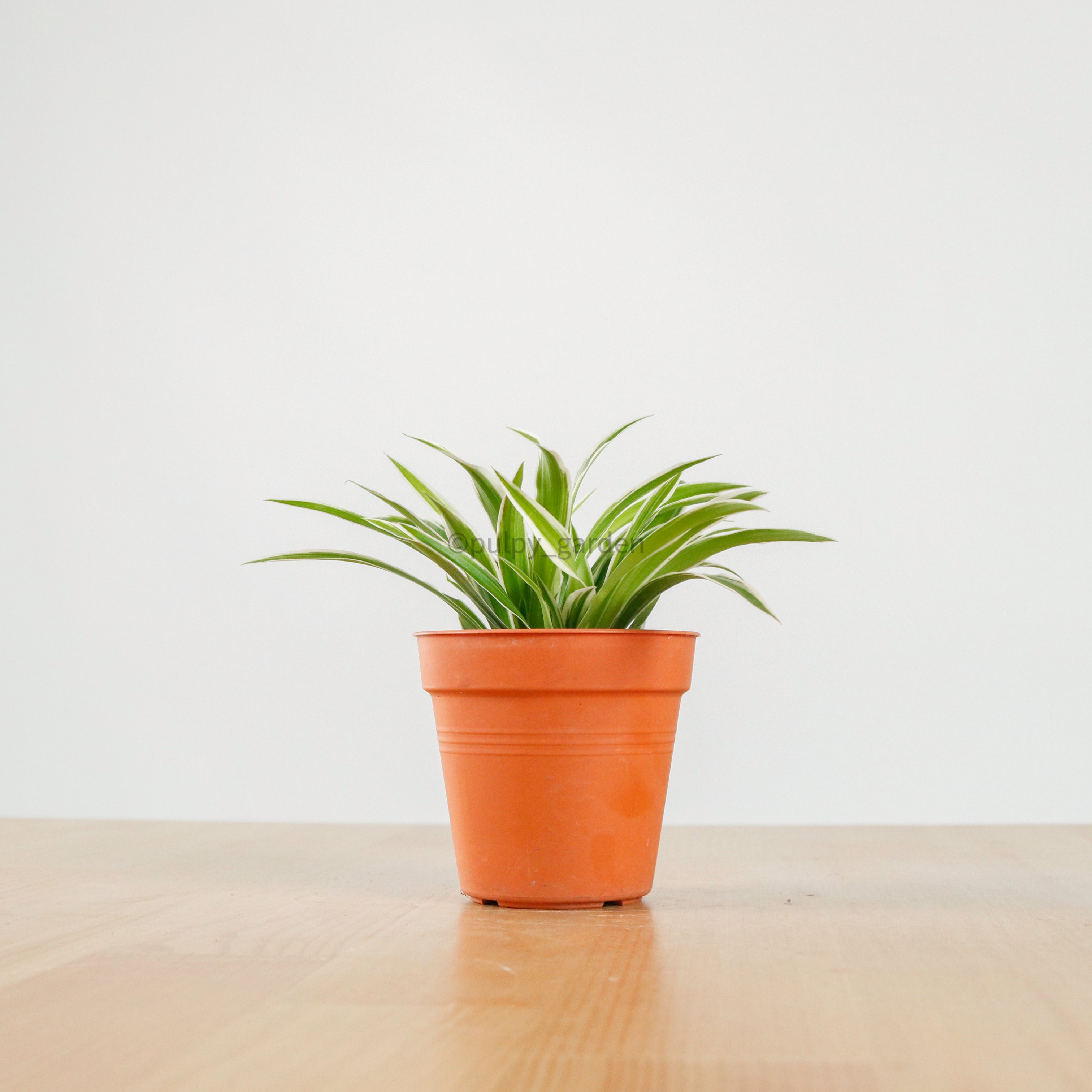Chlorophytum Comosum 'Ocean Spider Plant' in Nursery Grow Pot  Pulpy Garden