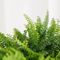 Boston Fern in Beige Potts